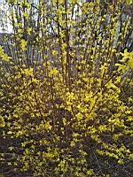 Forsythia x intermedia (2020-03-07, Lyon)(3)